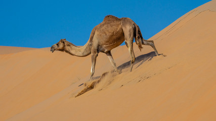 picture of desert with camel and cactus In Liwa , abu dhabi , united arab emirates 