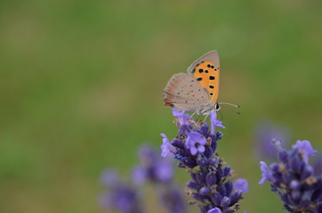 kleiner Feuerfalter auf einer Lavendelblüte