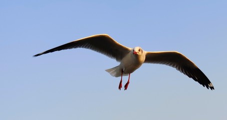 pelican in flight