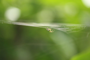 Spider