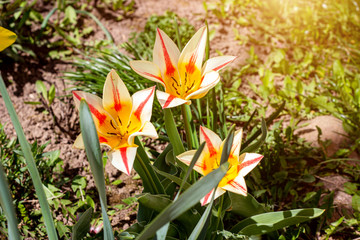 Fototapeta premium Bright yellow and red color tulip flowers blooming in the spring on green leaves background in the garden close up.