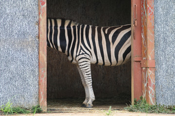 Zebra