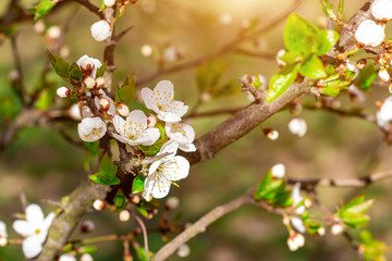 Fresh bright white flowers of blossoming asian cherry in the garden in spring close up.