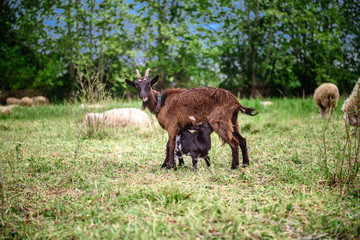 Naklejka na ściany i meble Goats on family farm.