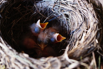 Vier Amselküken im Nest II