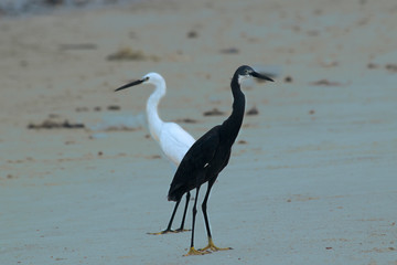 heron on the beach