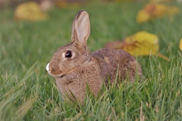 rabbit in the grass