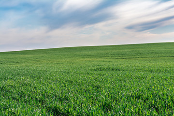 Fototapeta premium field of grass and perfect blue sky