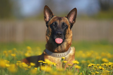 Funny Belgian Shepherd dog Malinois posing outdoors lying down in a green grass with yellow dandelions and showing a tongue