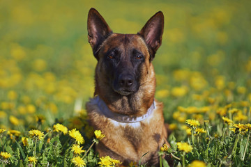 The portrait of a serious Belgian Shepherd dog Malinois posing outdoors lying down in a green grass with yellow dandelions in spring