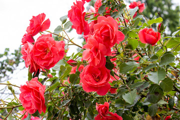 Obraz premium Red Roses. Rosebush Stock Photo