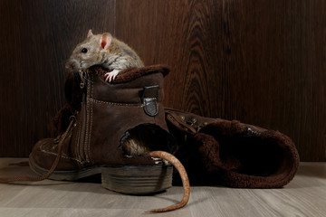 Close-up a rat sits in ragged brown boot on the gray floors. The tail protrude from hole. The concept of rodent control.