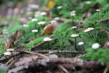 small mshrooms on the forest floor