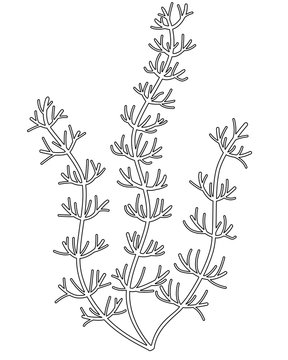 River and aquarium water plant - hornwort or Ceratophýllum. Bush of freshwater plant, algae - vector linear picture for coloring. Outline. Hand drawing.