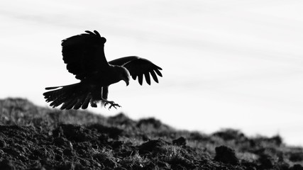 Red kite landing field contrast