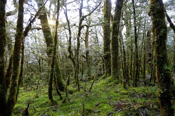 Obraz premium Bush under the snow in New Zealand