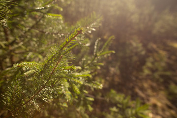 Warm colors yellow brown green needle tree branch in a sunny sunset forest park blurry background with free copy space for text. Photo in retro vintage hipster style of processing