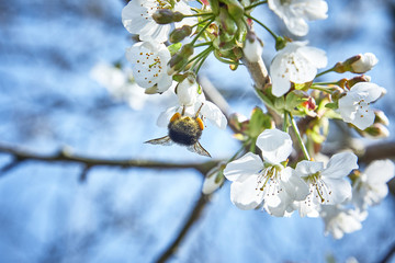 bumble bee on a flower blossom