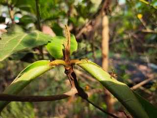 Asparagus,
God's Jasmin,
Jasmins,
Euforbia,
Orkids
Mandaram
Hibiscus
OOtty Rose
Crow flower
Rice flower
bush
Badam
