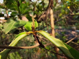 Asparagus,
God's Jasmin,
Jasmins,
Euforbia,
Orkids
Mandaram
Hibiscus
OOtty Rose
Crow flower
Rice flower
bush
Badam
