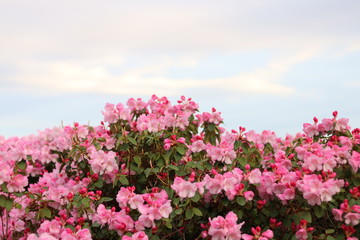 Pink flowers in a bush tree type plant