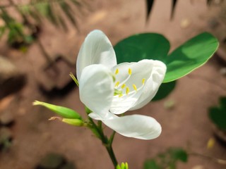 Asparagus,
God's Jasmin,
Jasmins,
Euforbia,
Orkids
Mandaram
Hibiscus
OOtty Rose
Crow flower
Rice flower
bush
Badam
