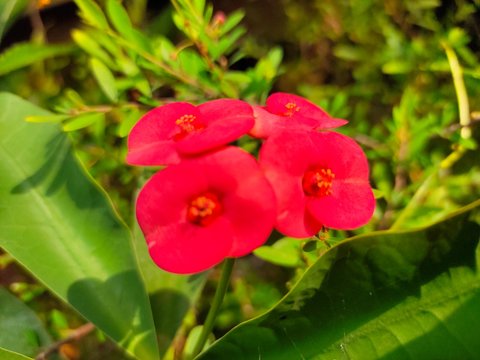 Asparagus,
God's Jasmin,
Jasmins,
Euforbia,
Orkids
Mandaram
Hibiscus
OOtty Rose
Crow flower
Rice flower
bush
Badam
