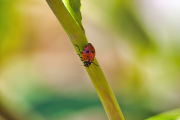 Close-up of a red and black spotted ladybug on a stand of grass.