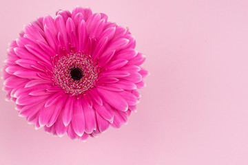 Fondo de pantalla con una hermosa flor de color rosa