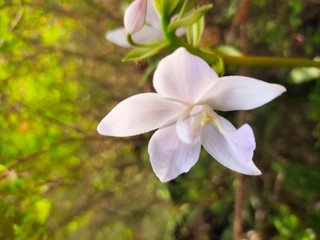 Asparagus,
God's Jasmin,
Jasmins,
Euforbia,
Orkids
Mandaram
Hibiscus
OOtty Rose
Crow flower
Rice flower
bush
Badam
