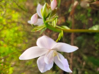 Asparagus,
God's Jasmin,
Jasmins,
Euforbia,
Orkids
Mandaram
Hibiscus
OOtty Rose
Crow flower
Rice flower
bush
Badam
