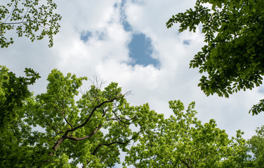Fototapeta premium From below amazing view of high verdant woods in forest and blue sky