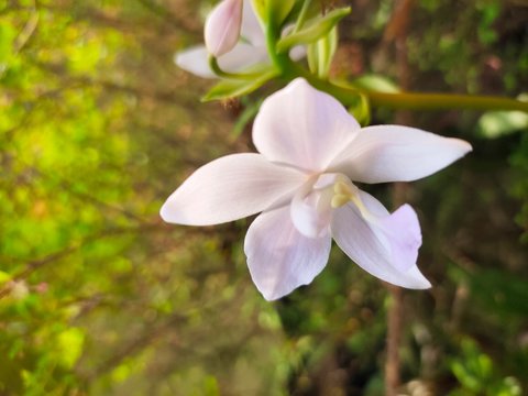 Asparagus,
God's Jasmin,
Jasmins,
Euforbia,
Orkids
Mandaram
Hibiscus
OOtty Rose
Crow flower
Rice flower
bush
Badam
