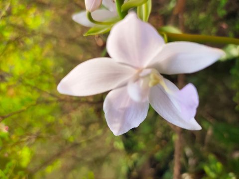 Asparagus,
God's Jasmin,
Jasmins,
Euforbia,
Orkids
Mandaram
Hibiscus
OOtty Rose
Crow flower
Rice flower
bush
Badam
