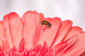 Close-up Red and black spotted ladybug walking on a bright pink flower.