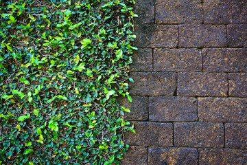 Natural green leaf plant wall half rough grunge old brick wall texture background -