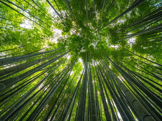 Fototapeta na wymiar Amazing wide angle view of the Bamboo Forest in Kamakura - TOKYO / JAPAN - JUNE 17, 2018