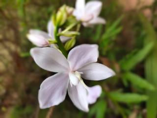 Asparagus,
God's Jasmin,
Jasmins,
Euforbia,
Orkids
Mandaram
Hibiscus
OOtty Rose
Crow flower
Rice flower
bush
Badam
