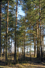 Obraz premium Forest