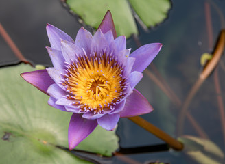 Water lotus 