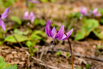 クローズアップしたカタクリの花