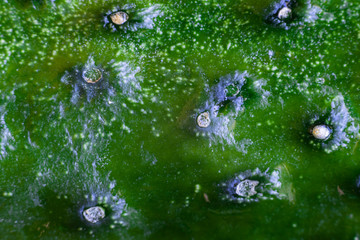 Cucumber texture close-up view green peel