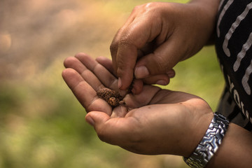 Hands shelling seeds