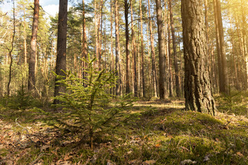 Beautiful spring summer forest with green moss and blue sky. Little small fir tree in morning sun, sunlight