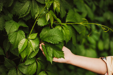 Beautiful wet leaves in a child's hand. Soft focus.