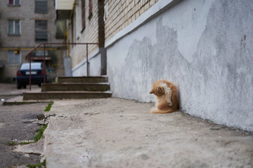The cat is washing