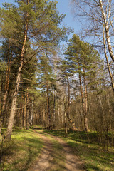 Forest path in sunlight, sun. Beautiful spring summer pine trees forest with green grass and blue sky