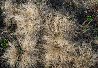 dried spring grass in the field