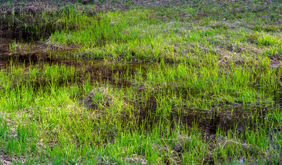 green grass in the swamp in spring