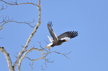 飛び立つオオワシ（北海道・知床）